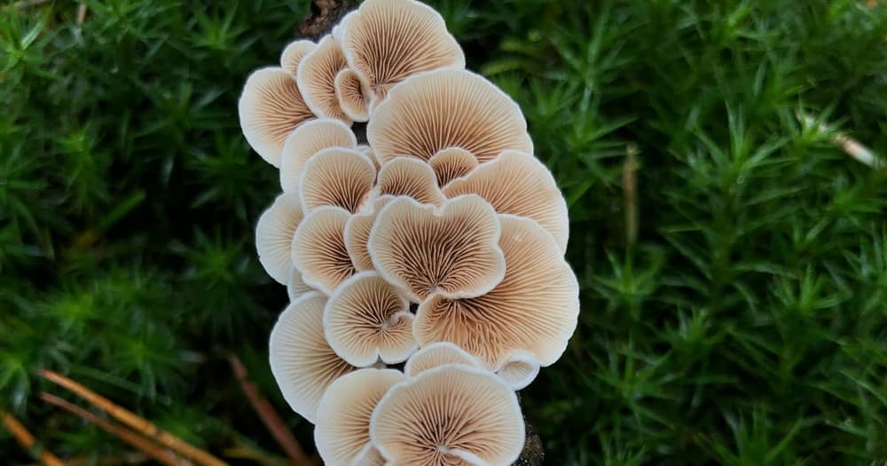 Imagen del artículo: Hongos en plantas: identificación y tratamiento