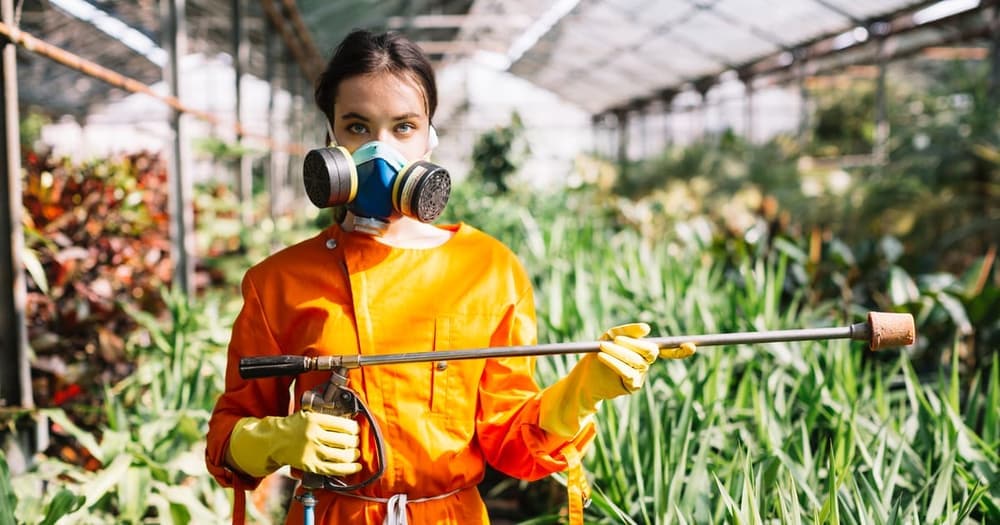 Imagen del artículo: Pesticidas ecológicos más efectivos: guía de uso completa