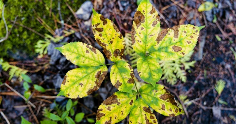 Imagen del artículo: Plagas comunes del jardín y soluciones naturales