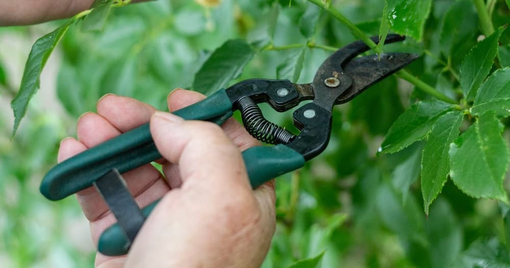 Imagen del artículo: Tijeras de poda profesionales: guía completa para elegir y mantener la tuya